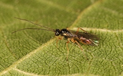 Lathrolestes verticalis