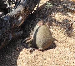 Oligoryzomys longicaudatus