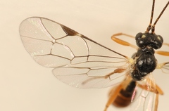 Lathrolestes verticalis