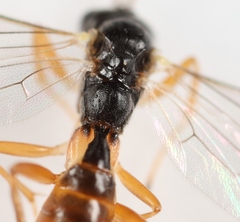 Lathrolestes verticalis