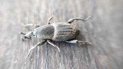 Cosmopolites sordidus
