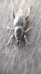 Cosmopolites sordidus