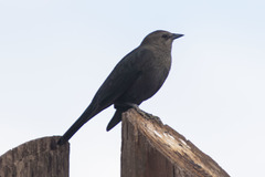 Euphagus cyanocephalus