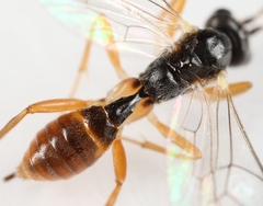 Lathrolestes verticalis