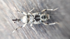 Cosmopolites sordidus