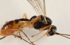 Lathrolestes verticalis