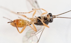 Lathrolestes verticalis