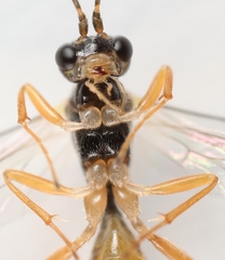 Lathrolestes verticalis