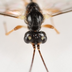 Lathrolestes verticalis