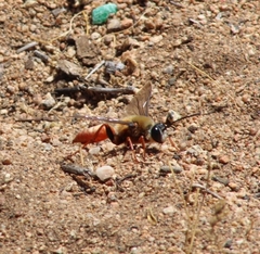 Sphex latreillei