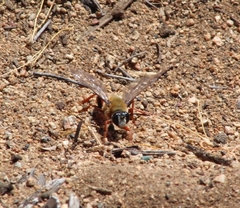 Sphex latreillei