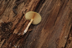 Gymnopilus penetrans