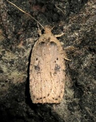 Agonopterix argillacea