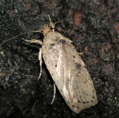 Agonopterix argillacea