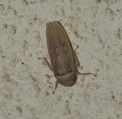 Sordana sordida