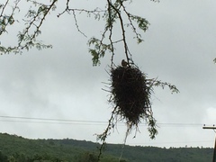 Phacellodomus rufifrons