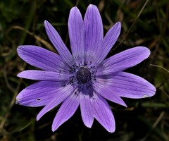 Anemone hortensis