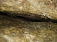 Cnemaspis kumpoli