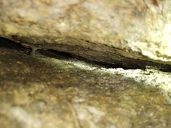 Cnemaspis kumpoli