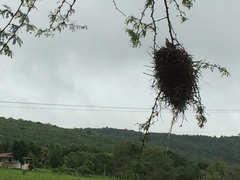 Phacellodomus rufifrons