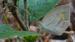 Eurema laeta