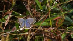 Zizeeria karsandra