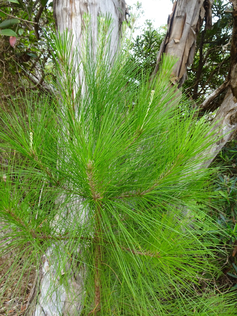 Caribbean pine from Mont-Dore, Nouvelle-Calédonie on November 7, 2022 ...