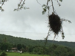 Phacellodomus rufifrons