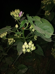 Ipomoea carnea fistulosa