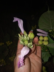 Ipomoea carnea fistulosa