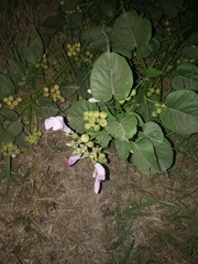 Ipomoea carnea fistulosa