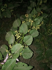 Ipomoea carnea fistulosa