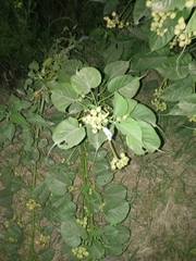 Ipomoea carnea fistulosa