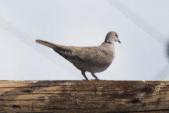 Streptopelia decaocto