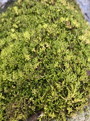 Pseudanomodon attenuatus