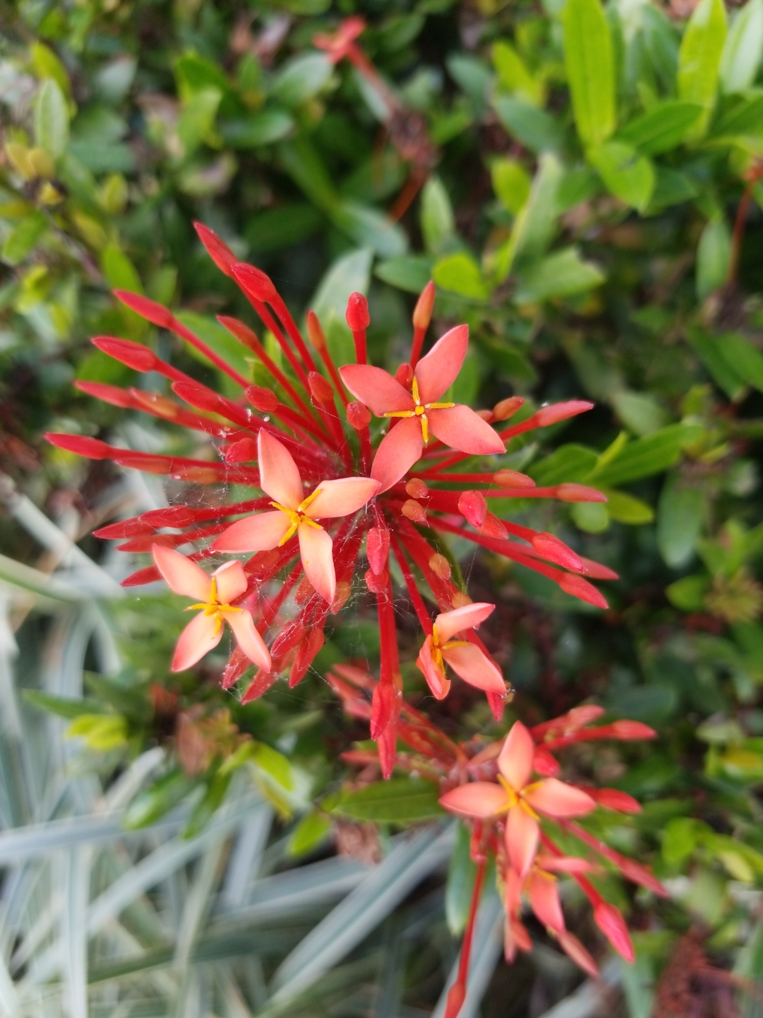 Ixora L.
