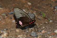 Parides anchises