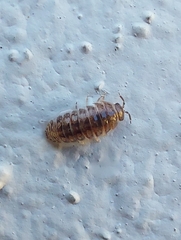 Armadillidium