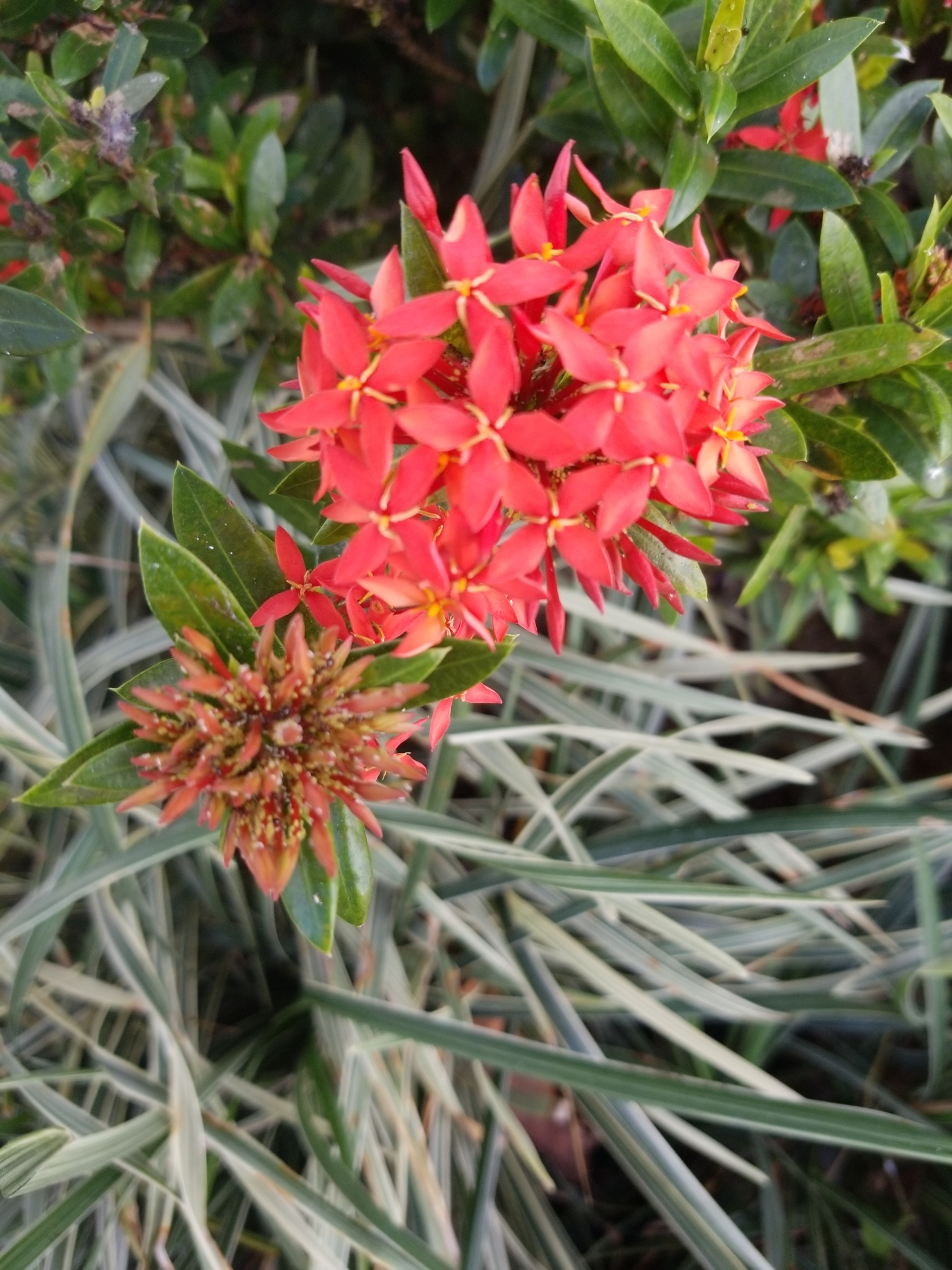 Ixora L.