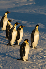 Aptenodytes forsteri