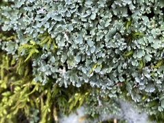 Cladonia apodocarpa