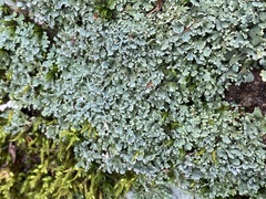 Cladonia apodocarpa