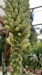 Agave victoriae-reginae victoriae-reginae