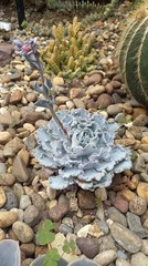 Echeveria shaviana