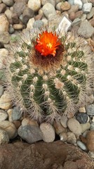 Parodia