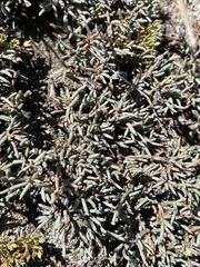 Ephedra frustillata