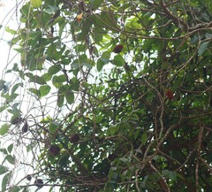 Mucuna monosperma