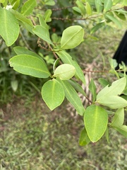 Erythroxylum