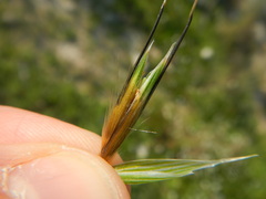 Avena sterilis