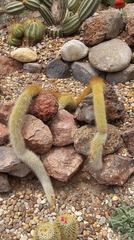 Cleistocactus